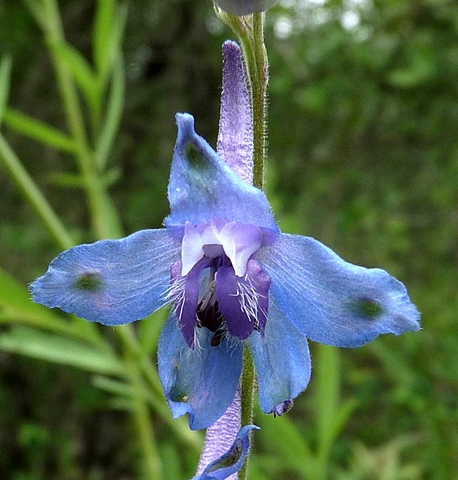 {Delphinium carolinianum ssp. carolinianum}